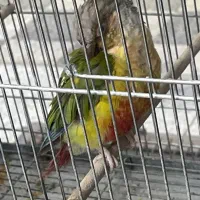 گرینچیک ماده آناناسی