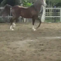 اسب نریان خالص