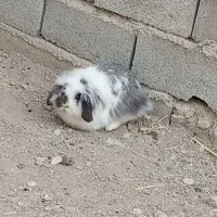 ته ارزونی خرگوش لوپ  دونه ۲۷۰|موش و خرگوش|ماهدشت, |دیوار