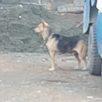 حیوانات|سگ|خوسف, |دیوار