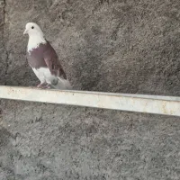 کفترفروشی|پرنده|شاهرود, |دیوار