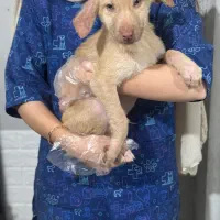 سگ میکس بومی|سگ|رشت, فرزانه|دیوار