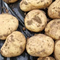 سیب زمینی بذر سانتا