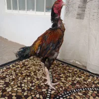 خروس لاری
