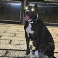 پیتبول ماده اصیل