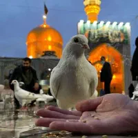 کاروان مشهد مقدس
