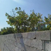 فروش-باغ-و-باغچه