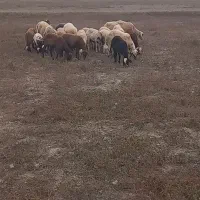 گوسفند طوقلی دو راس