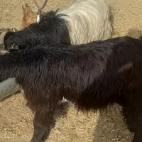 میش آبستن کهره بره|حیوانات مزرعه|مرودشت, علیآباد|دیوار