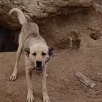 واگذاری توله سرابی سروکله دار|سگ|ساوه, |دیوار