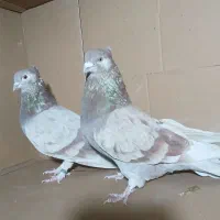 کبوتر فروشی