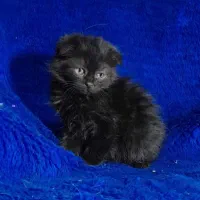 گربه اسکاتیش فولد و انفولد|گربه|مشهد, ویلاشهر|دیوار