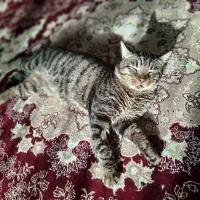 گربه گمشده|حیوانات|مشهد, دانشجو|دیوار