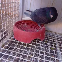 چند عدد کبوتر دورگ وپلاکی کمیاب آس|پرنده|لنجان, |دیوار