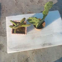 گل های آپارتمانی و کاکتوس|گل و گیاه طبیعی|مشگین شهر, |دیوار