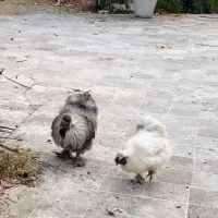 خروس ابریشمی|حیوانات مزرعه|رشت, دیانتی|دیوار