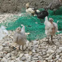 جوجه محلی اصل