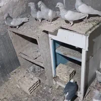 کله ای ۲۰