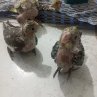 جوجه عروس سرلاکی