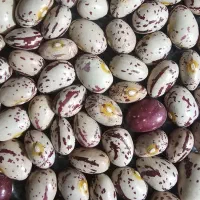 لوبیا چیتی رقم کوشا بذری و خوراکی