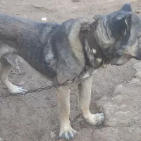 سگ صرابی|سگ|اژیه, |دیوار