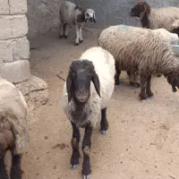 بره قوچ افشاری دقیقا یکساله