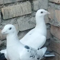 جفت دم سبز پلاکی