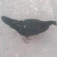 اردک اسراییلی مولد تخم گذار و نیمچه ۴ ماهه|حیوانات مزرعه|قزوین, |دیوار