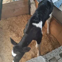 گوساله ماده گاو