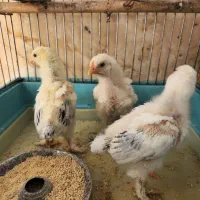 جوجه برهما لایت|حیوانات مزرعه|خرمآباد (تنکابن), |دیوار