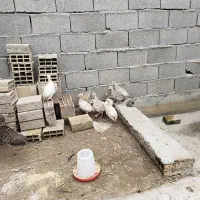 جوجه بوقلمون وجوجه مرغ وخروس