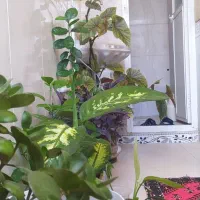 اجاره منزل مسکونی برای عید