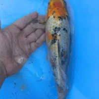 ماهی کوی|ماهی|تهران, پردیسان|دیوار