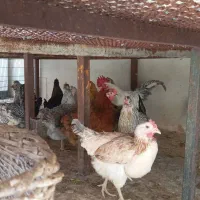 مرغ های تخم گذار سالم