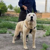 واگزاری سگ ماده آلابای (روسی)