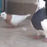 کبوتر