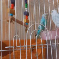 مرغ عشق|پرنده|محمدیه-قزوین, |دیوار