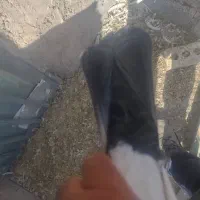 دم سیاه و دم قهوه ای|پرنده|رفسنجان, |دیوار