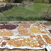 انجیر شیوند