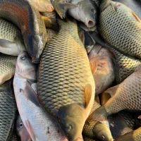 خرید ماهی گرم ابی تناژ بالا