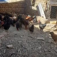 تعدادی خروس.تکی و کلی هم داده میشود|حیوانات مزرعه|تربت‌حیدریه, بالا ولایت|دیوار