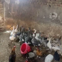 غاز|حیوانات مزرعه|دشتابی, |دیوار