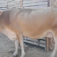 گاو شیری|حیوانات مزرعه|درگهان, |دیوار