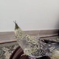 عروس هلندی فروش فوری|پرنده|اردکان, |دیوار