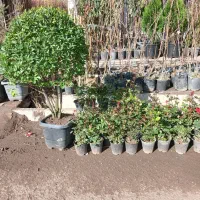 گل های بیرونی