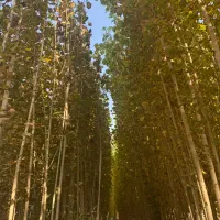 ارئه نهال صنوبر|خدمات باغبانی و درختکاری|تهران, شهرآرا|دیوار