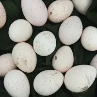 تخم بوقلمون نطفه داربرنز