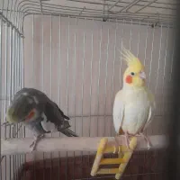 یک جفت عروس هلندی مولد ویک جوجه نر|پرنده|کرج, شهرک فهمیده|دیوار