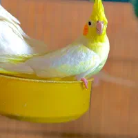 عروس هلندی لوتینو|پرنده|شوش, |دیوار