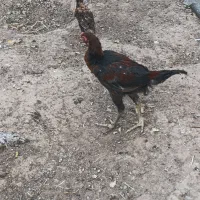 مرغ خروس وجوجه لاری چهارده عدد|حیوانات مزرعه|تربت جام, کلالی|دیوار